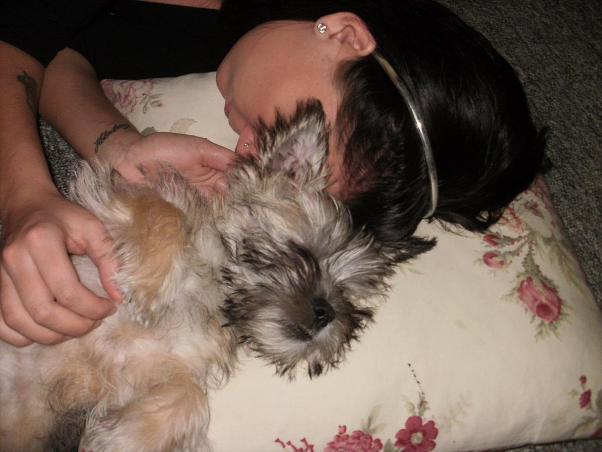 Blanding af racer Zeus - rå hygge  billede 14