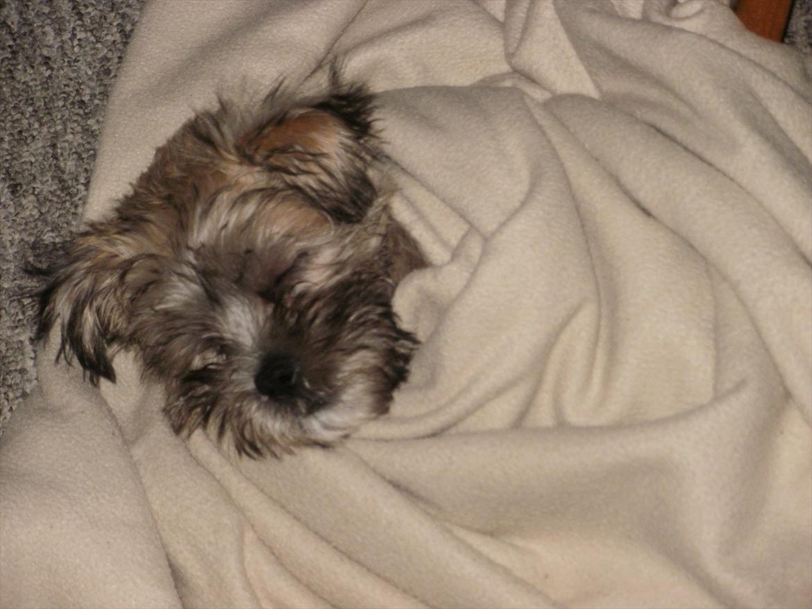 Blanding af racer Zeus - det er altså dejligt at få varmen efter en tur i sneen billede 9