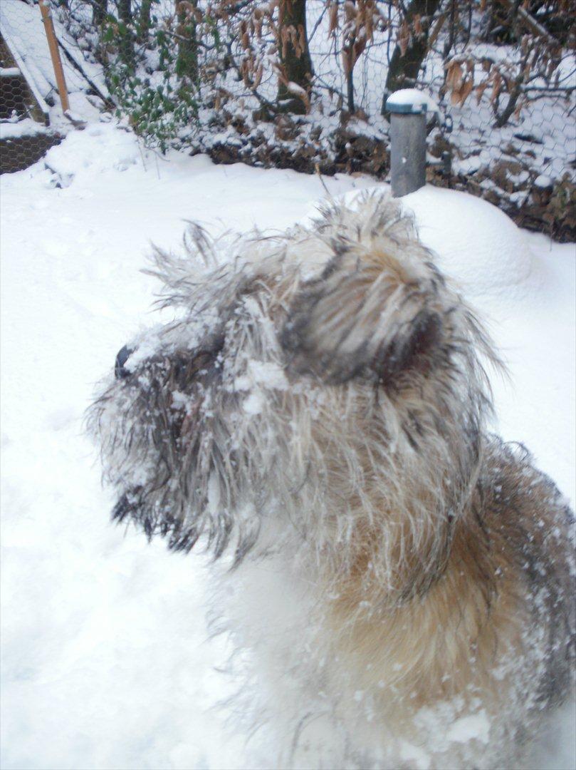 Blanding af racer Zeus - det er dejligt at være ude i sne billede 8