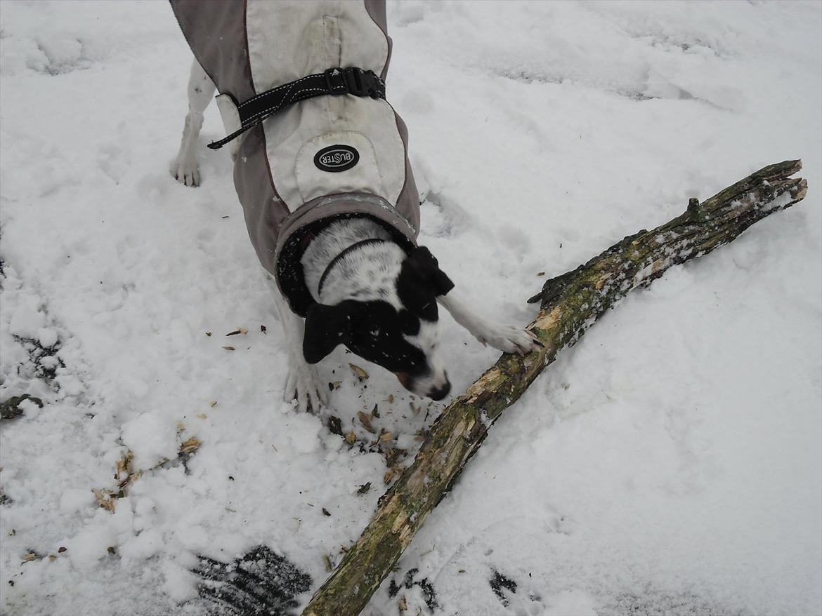 Dansk svensk gaardhund Sniffer [Bedste ven] - Sniffer på isen på søen! <3 med en pind ... xD

Vinter 2012 billede 27