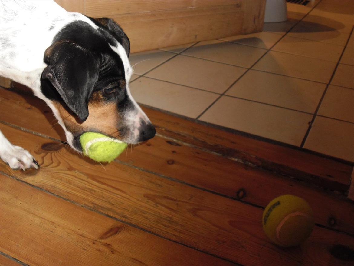 Dansk svensk gaardhund Sniffer [Bedste ven] - Hvorfor kan man ikke have to bolde i munden samtidig?

Vinter 2012 billede 41