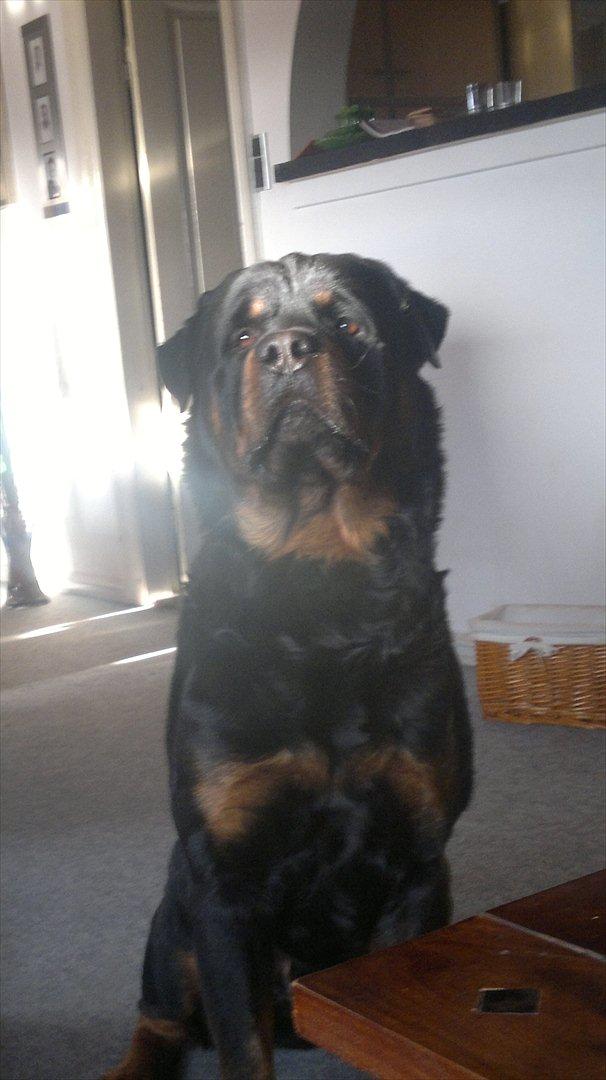 Rottweiler Heitah`s Rolex billede 10