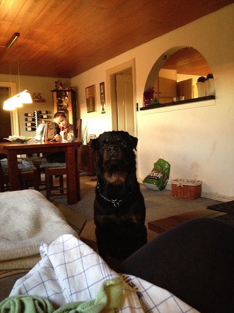 Rottweiler Heitah`s Rolex billede 11