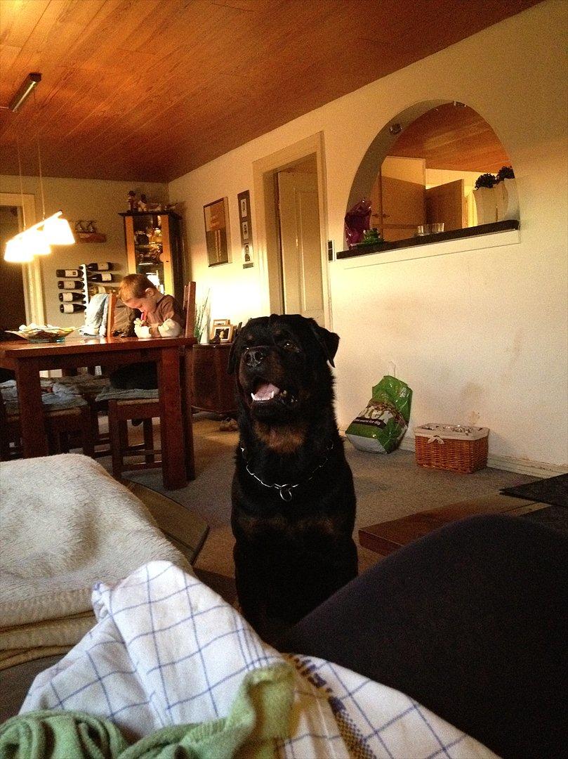 Rottweiler Heitah`s Rolex billede 12