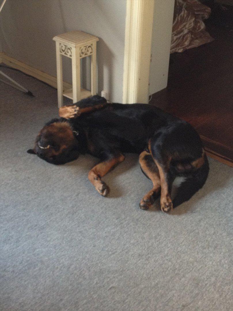 Rottweiler Heitah`s Rolex billede 13