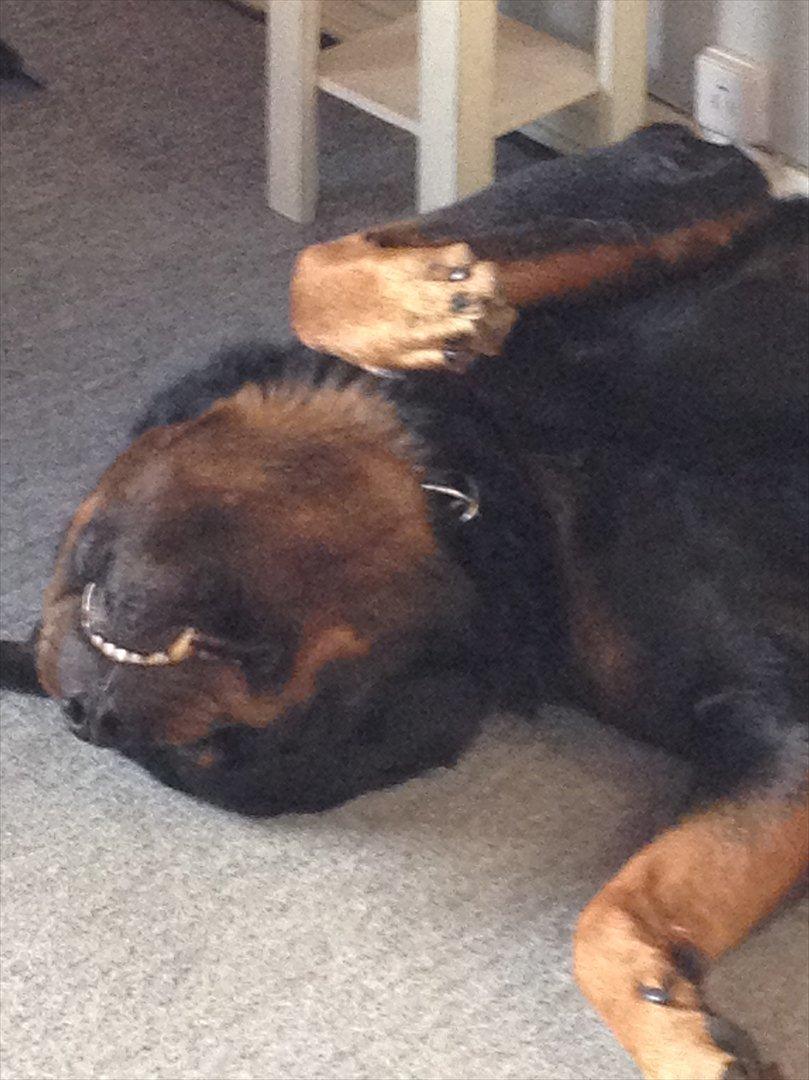 Rottweiler Heitah`s Rolex billede 14