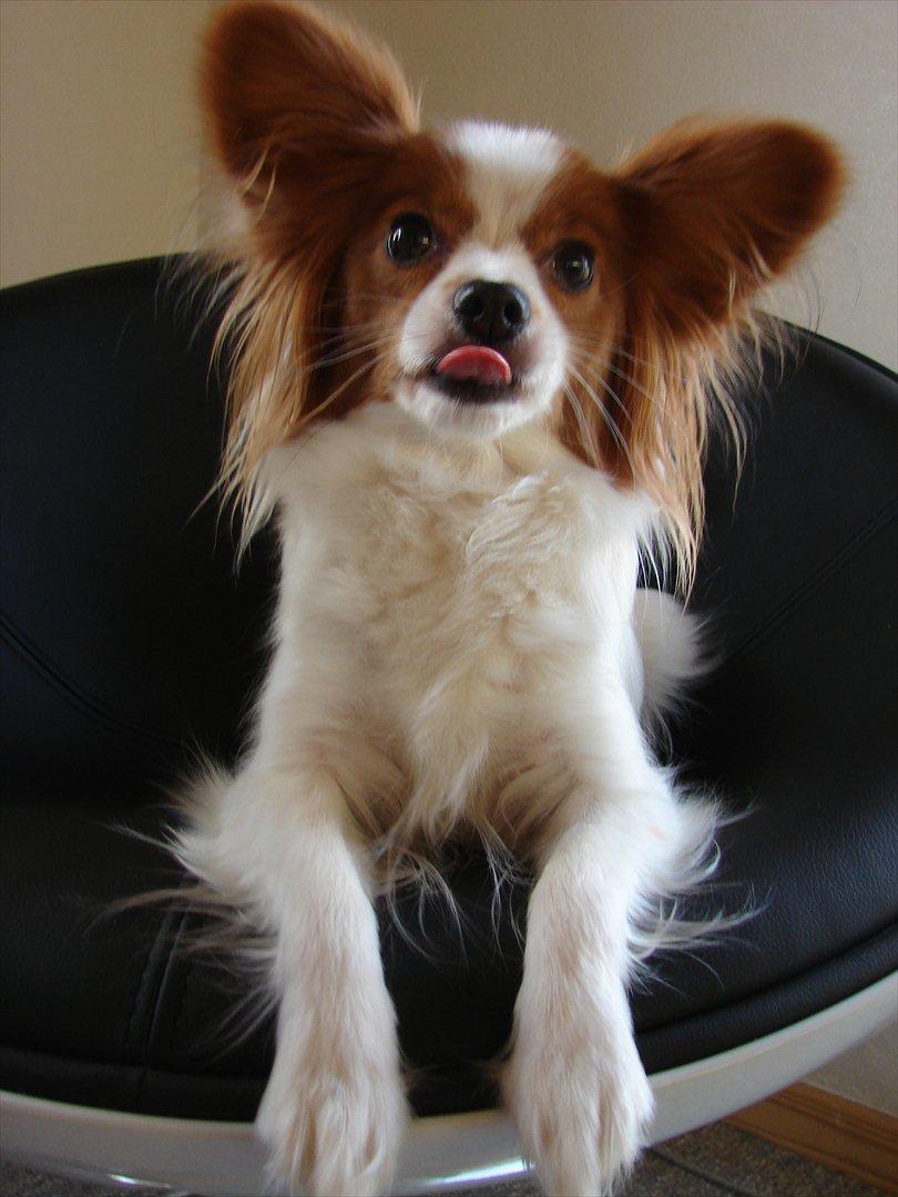 Papillon Avalee aka Ene Herskeren billede 16