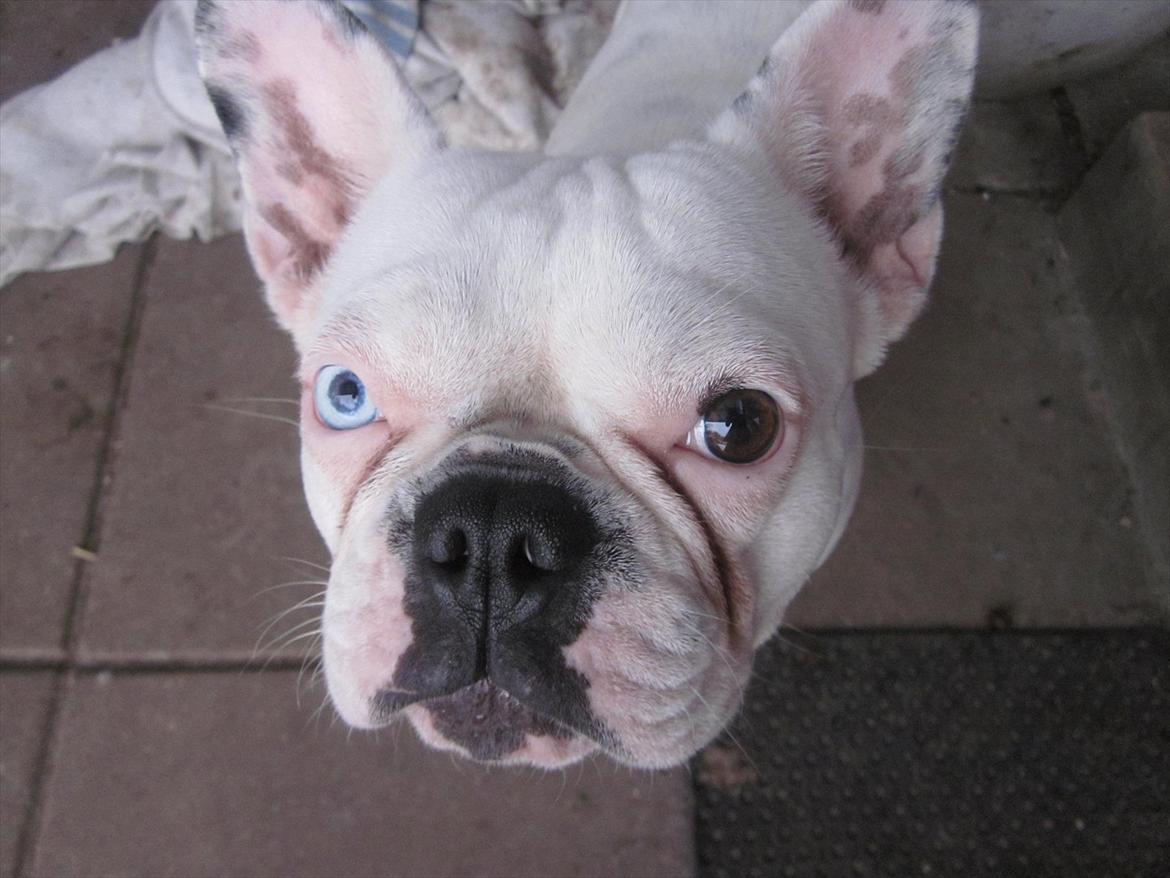 Fransk bulldog Fru Ludvig billede 5