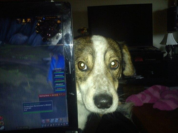 Blanding af racer Roster billede 2