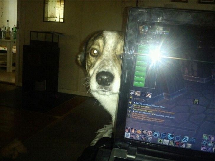 Blanding af racer Roster billede 3