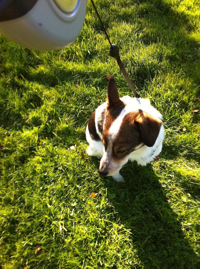 Blanding af racer Roster billede 5