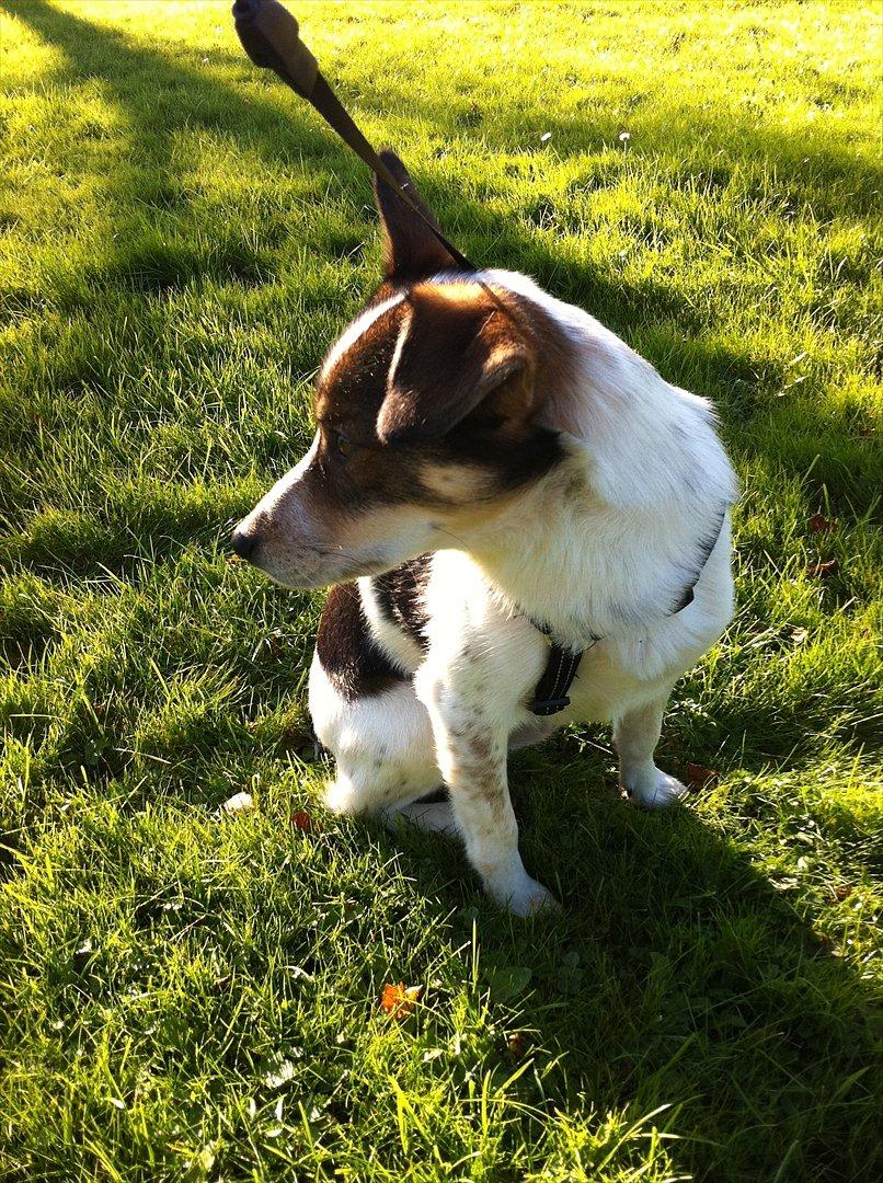 Blanding af racer Roster billede 6