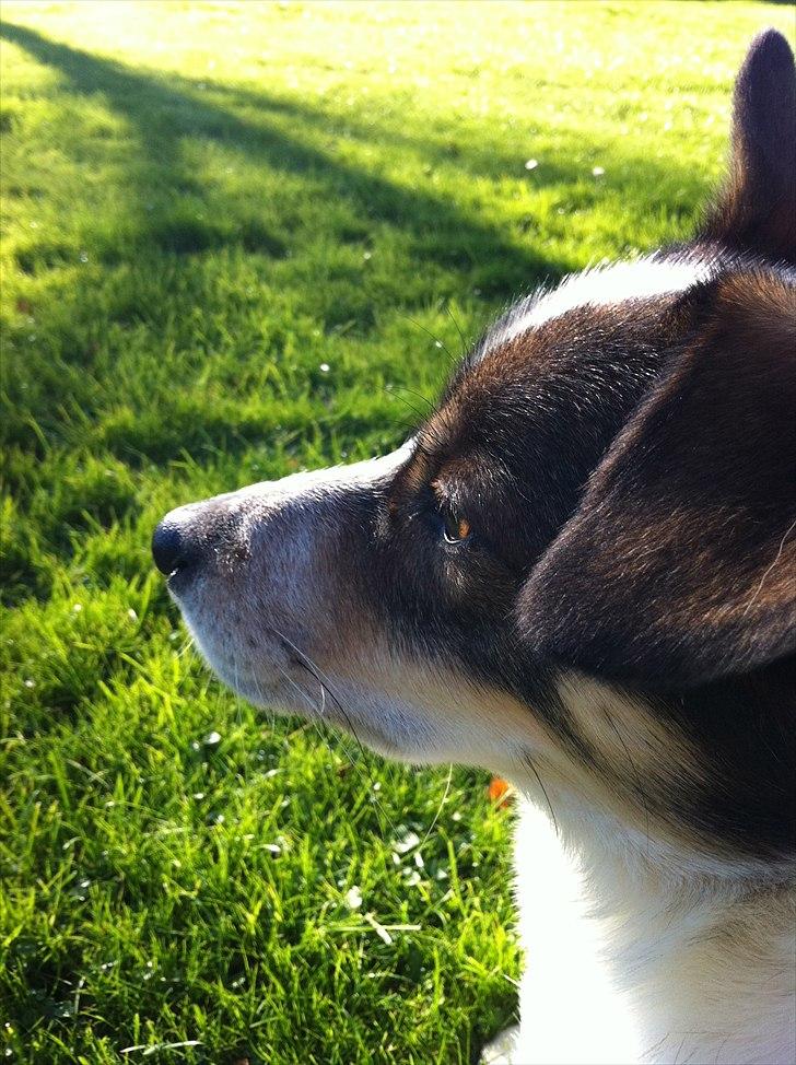 Blanding af racer Roster billede 7