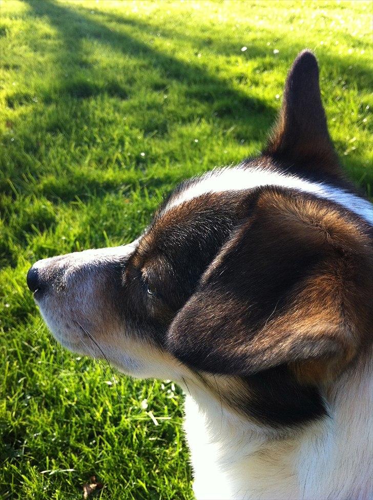 Blanding af racer Roster billede 8