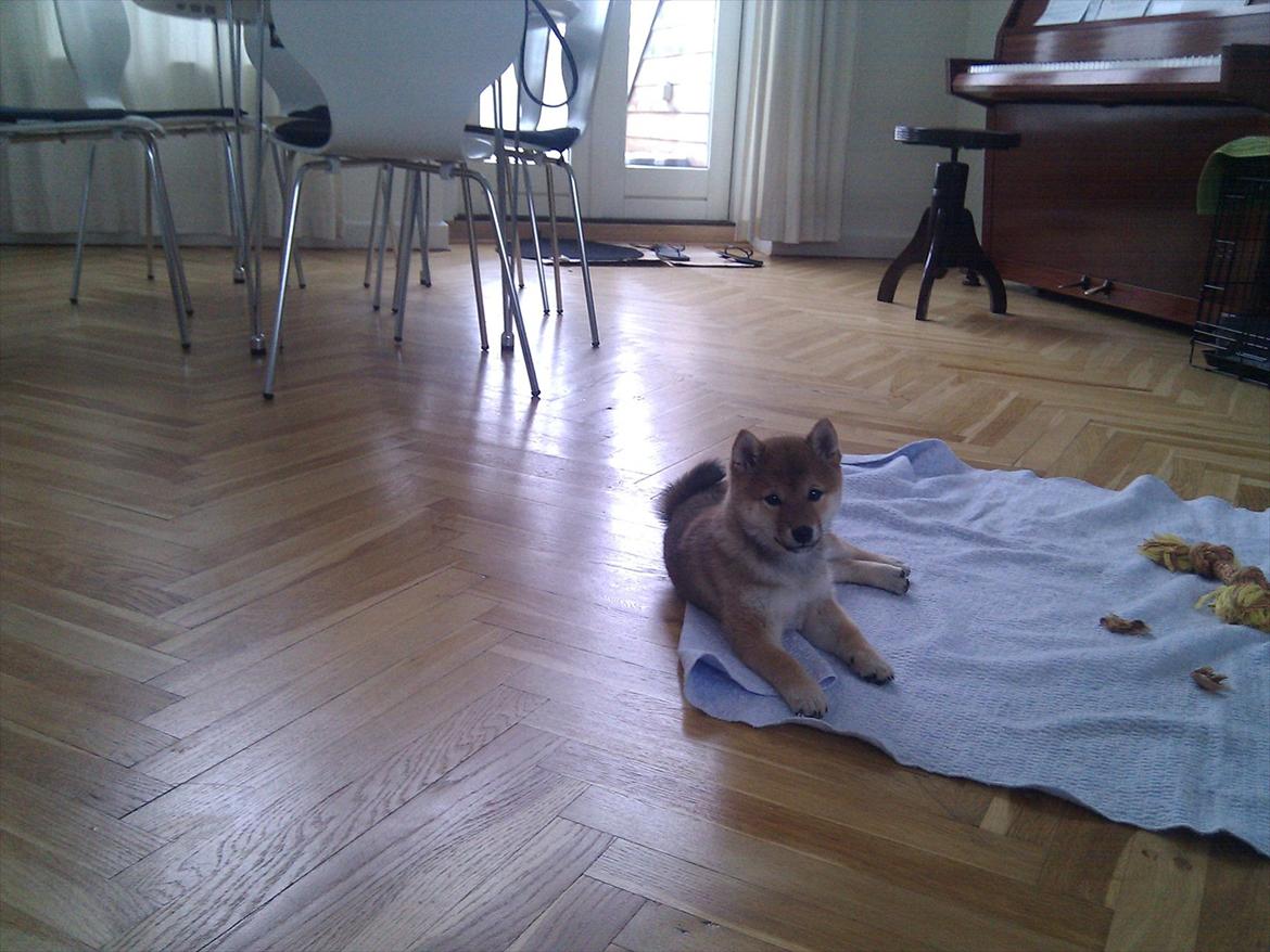 Shiba Aikou - På sit legetæppe billede 4