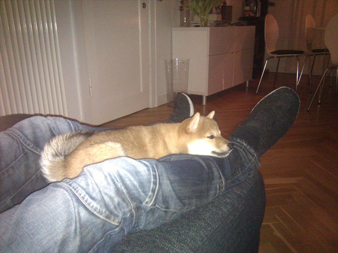 Shiba Aikou - Ser fjernsyn med "far" billede 6