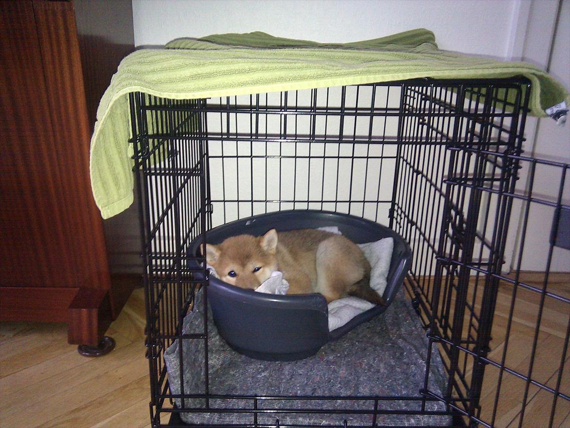 Shiba Aikou - I sit elskede bur billede 7