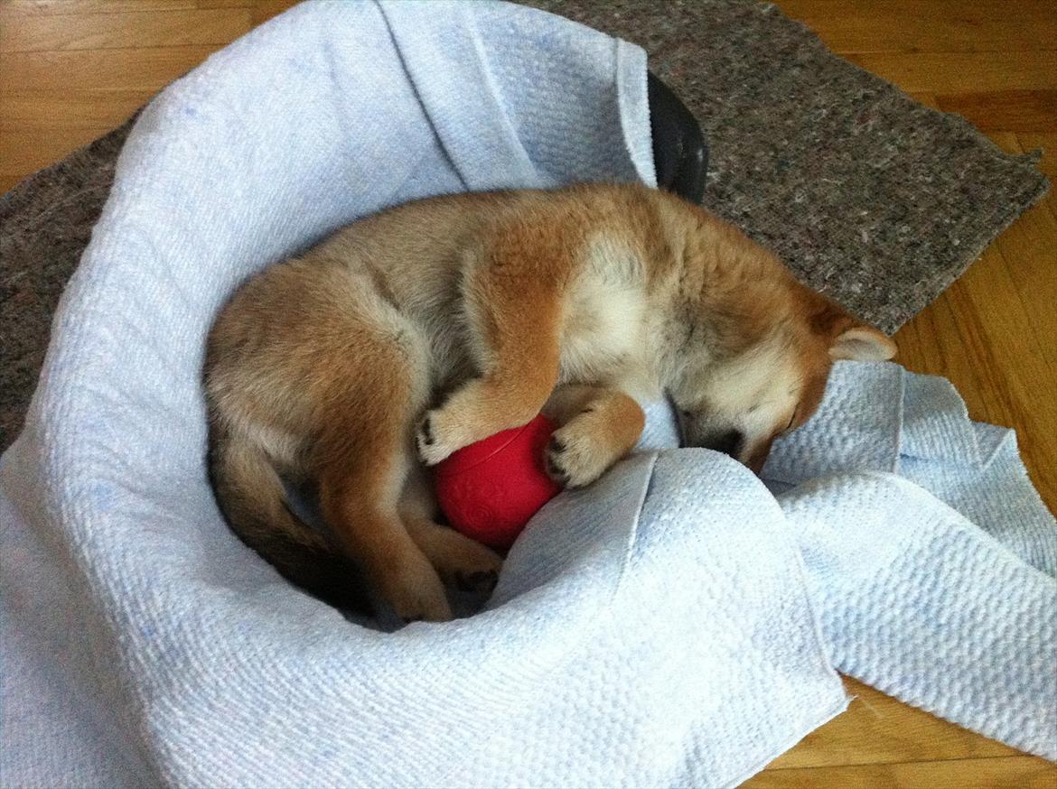 Shiba Aikou - meget glad for sin aktivitetsbold billede 8