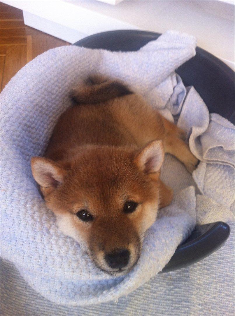 Shiba Aikou - Hvem kan stå for de øjne? billede 5