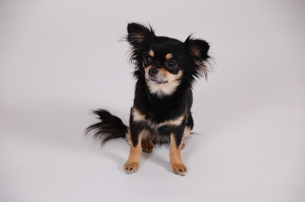 Chihuahua Papaya - fotomodel for en dag billede 15