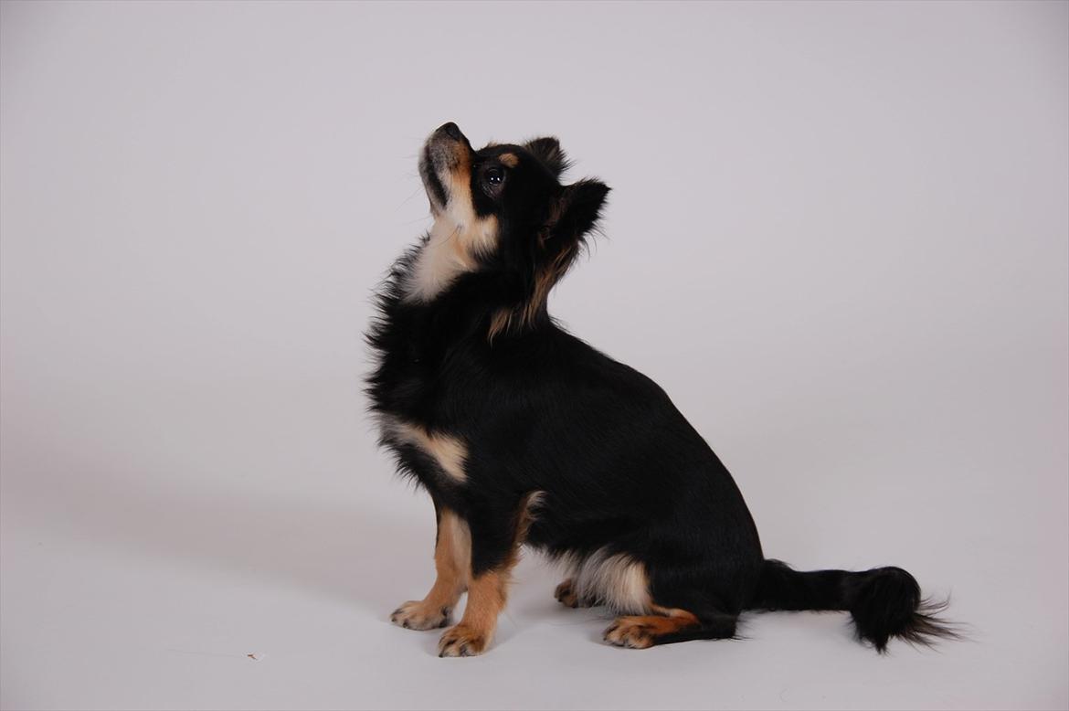 Chihuahua Papaya - fotomodel for en dag  billede 16