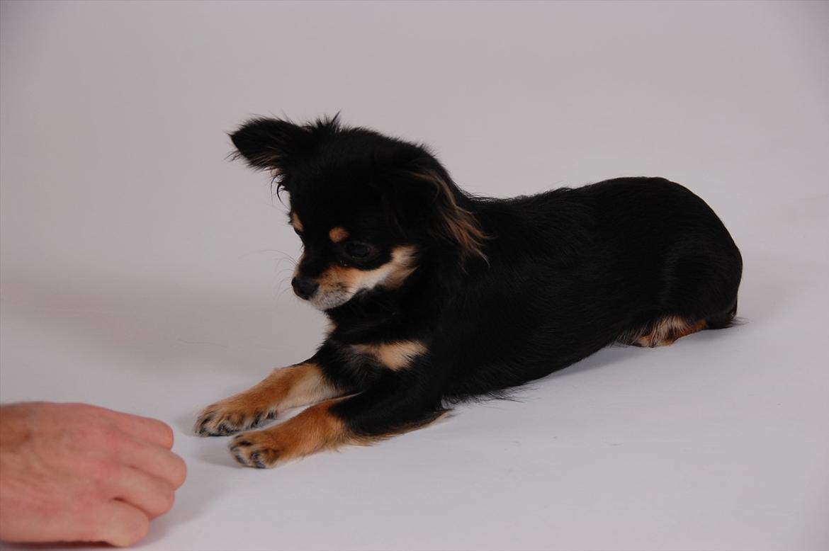 Chihuahua Papaya - fotomodel for en dag billede 17