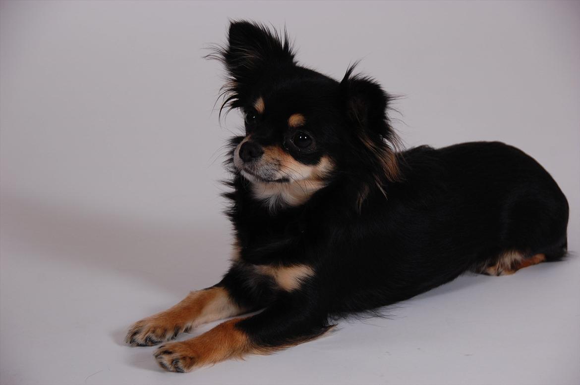 Chihuahua Papaya - fotomodel for en dag billede 18