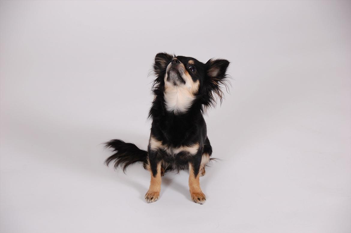 Chihuahua Papaya - fotomodel for en dag billede 19