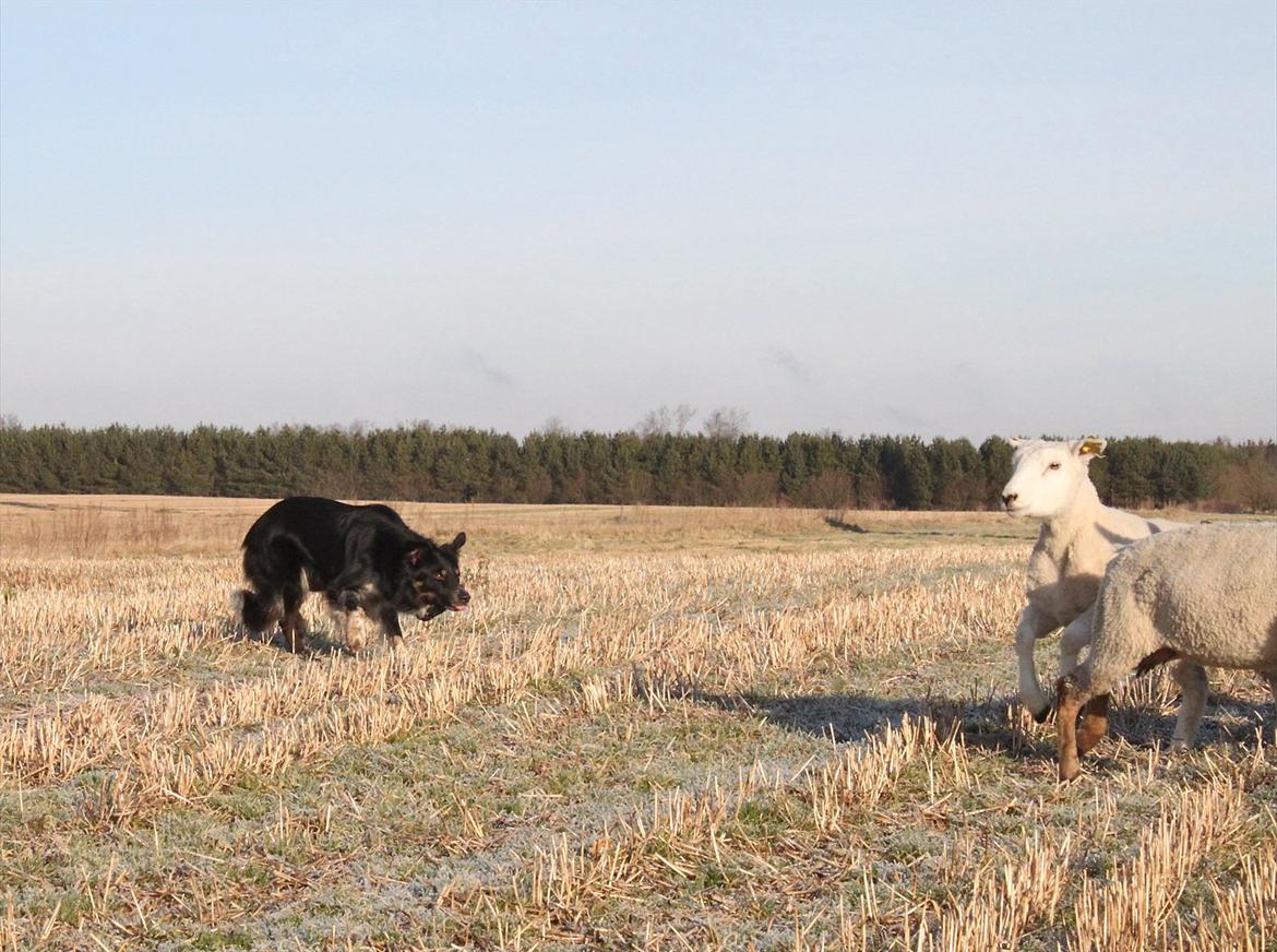 Border collie kep Guldenland billede 11