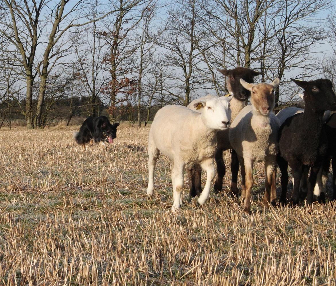 Border collie kep Guldenland billede 12