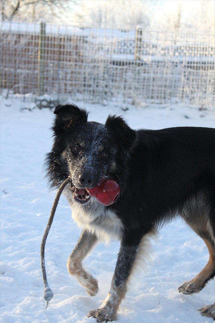 Border collie kep Guldenland billede 13