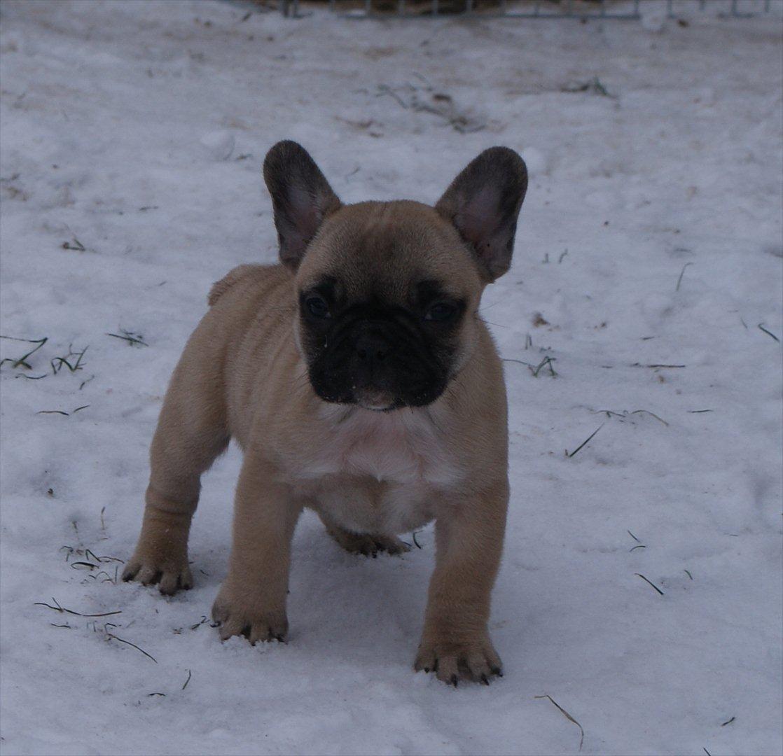 Fransk bulldog Siff - 7 uger gammel og allerede i fin form billede 7