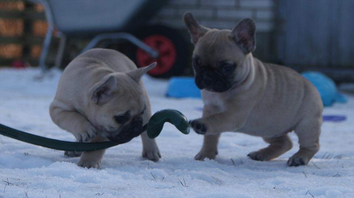 Fransk bulldog Siff billede 17