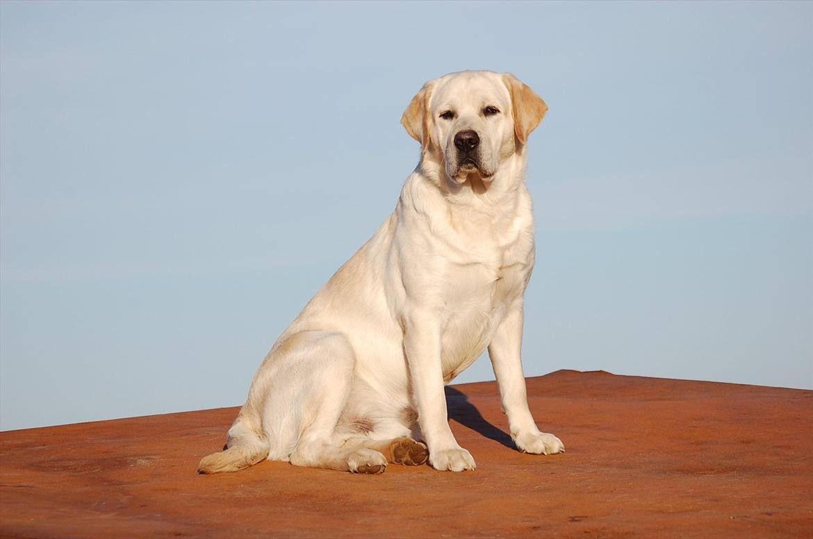 Labrador retriever Loui - Loui buue !:* billede 1