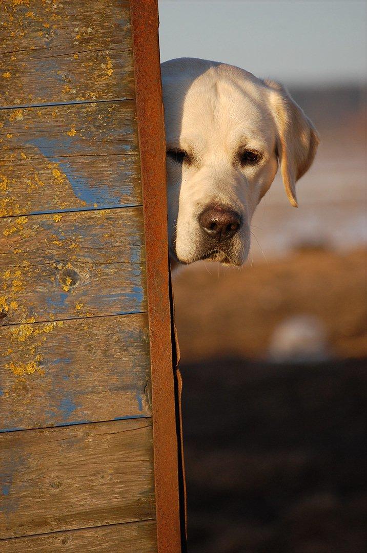 Labrador retriever Loui - Tit tit bøøøh:) billede 10