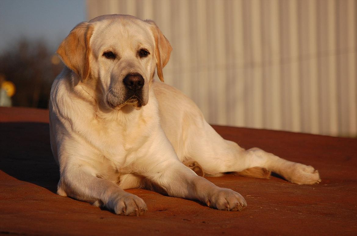 Labrador retriever Loui - Flotte hund!:) billede 15