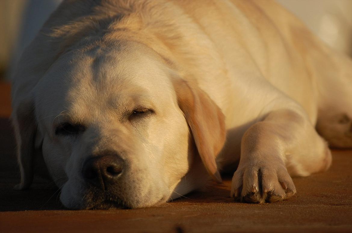 Labrador retriever Loui - Han er bare helt nuttet !:) billede 11