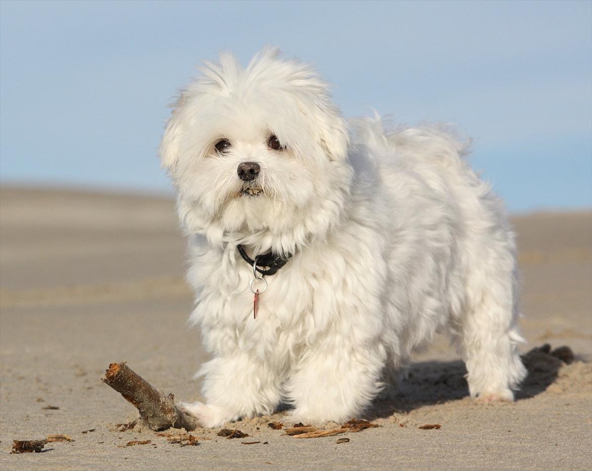 Malteser Cleo (15,5 år) - Cleo i Råbjerg mile 7 år gammel billede 5