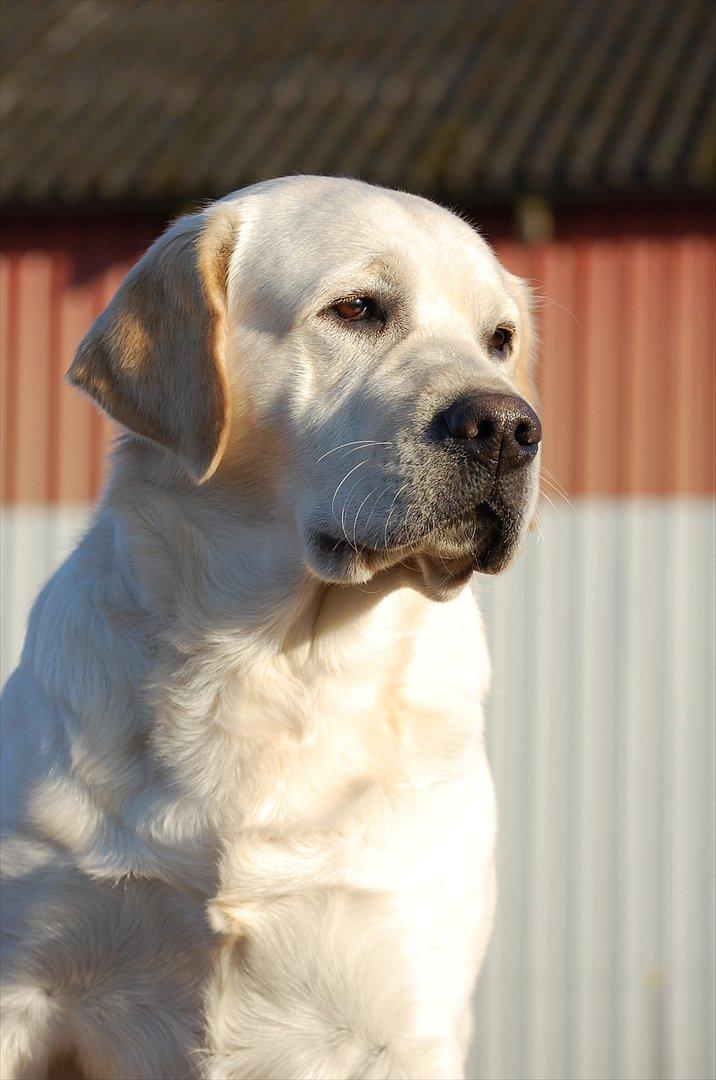 Labrador retriever Loui - Vapsen !:) billede 20