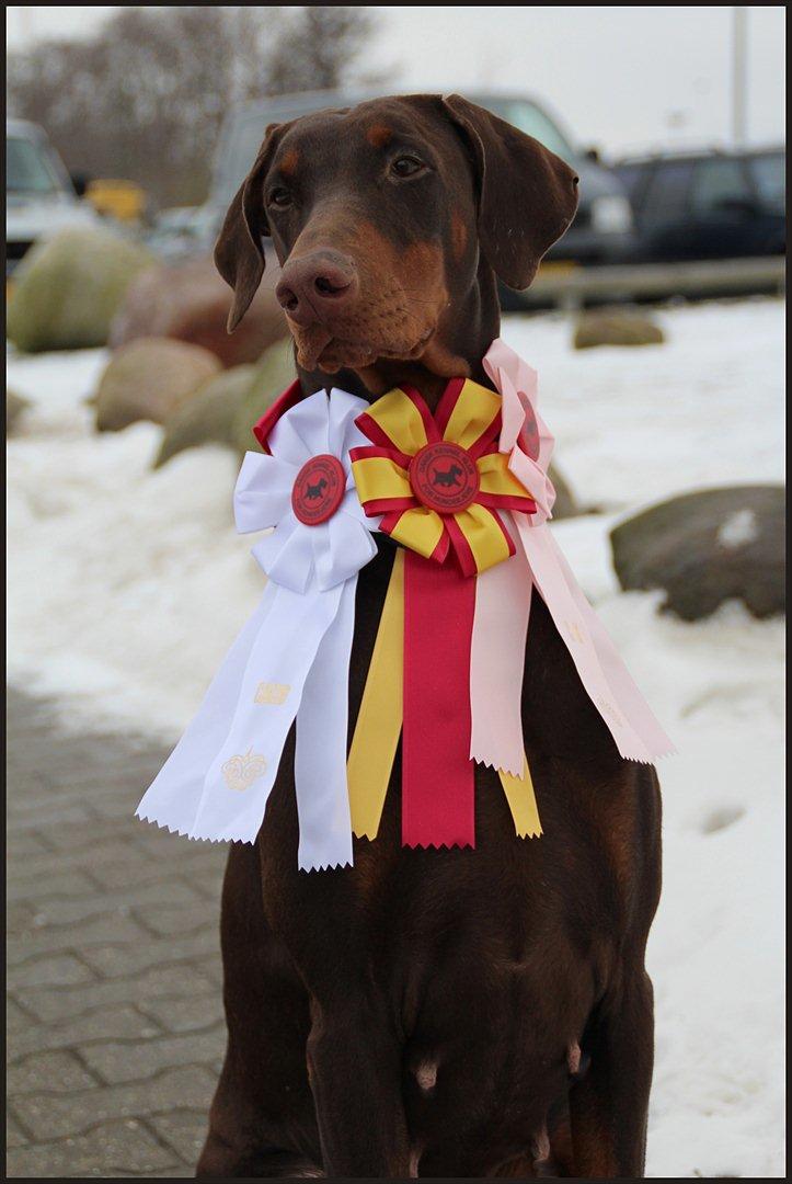 Dobermann Serbian Star V Masterhof - DKK Internationale Cacib Show Fredericia 12-02-2012
 billede 18