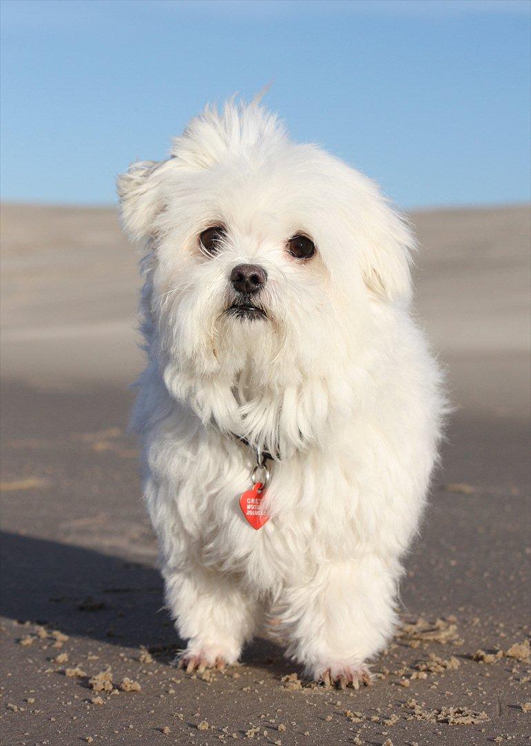 Malteser Cleo (15,5 år) - Cleo i Råbjerg mile 7 år gammel billede 24