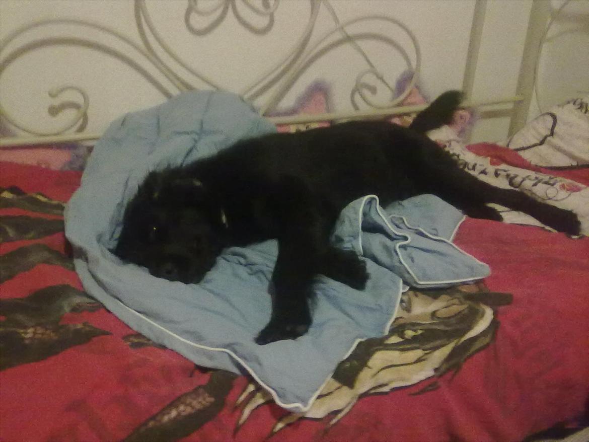 Flat coated retriever Frida billede 2