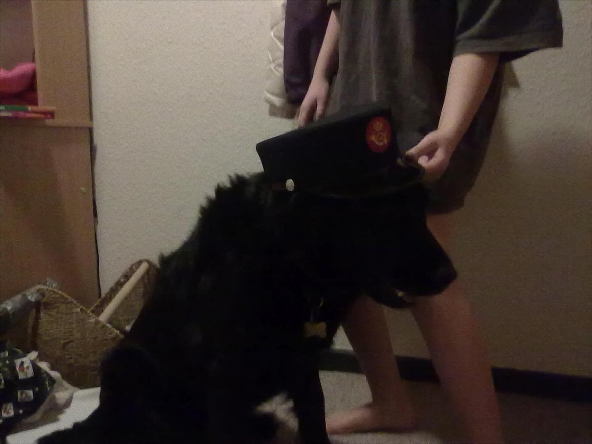 Flat coated retriever Frida billede 3