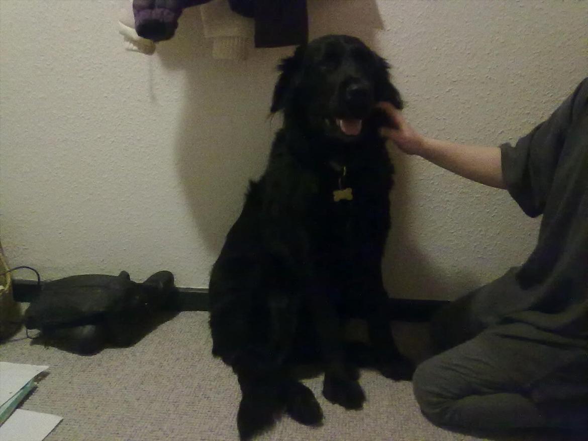 Flat coated retriever Frida billede 6
