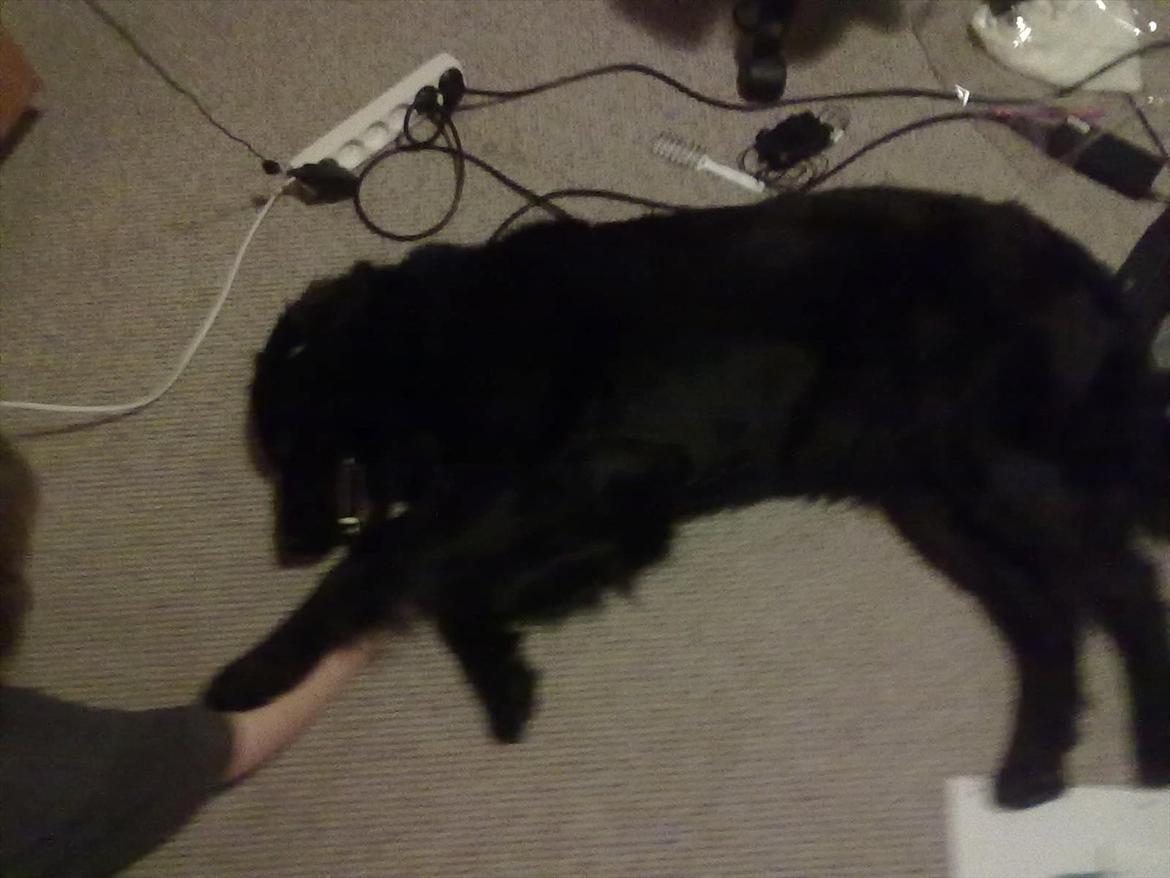 Flat coated retriever Frida billede 8