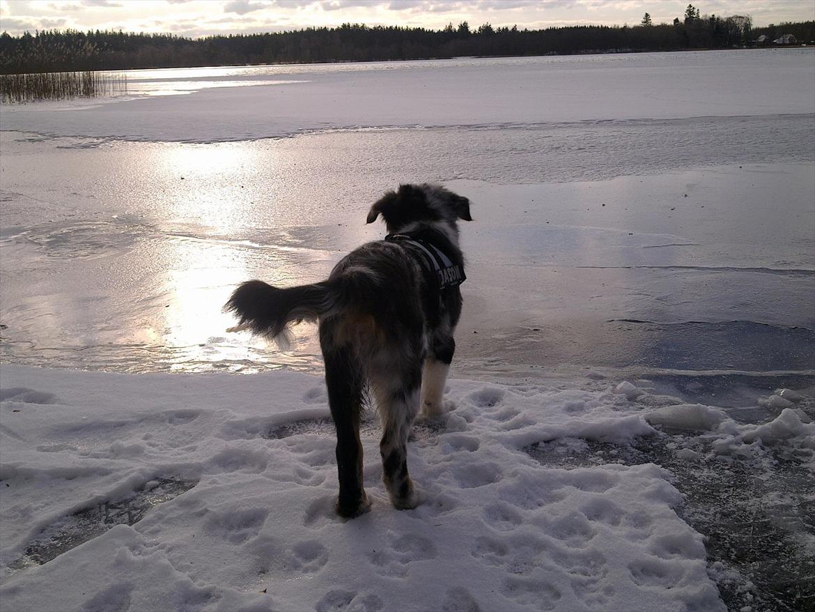 Australian shepherd Godrumgaard´s Jason - nyder udsigten over hampen sø billede 6