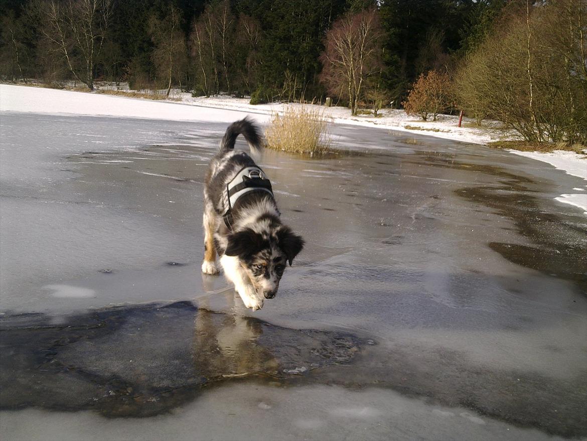 Australian shepherd Godrumgaard´s Jason - På glat is billede 5