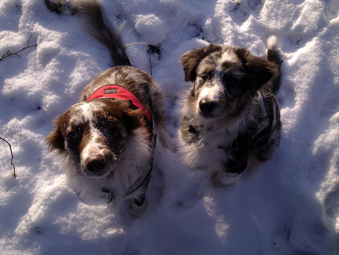 Australian shepherd Godrumgaard´s Jason - Jason og mor Dee Dee billede 4