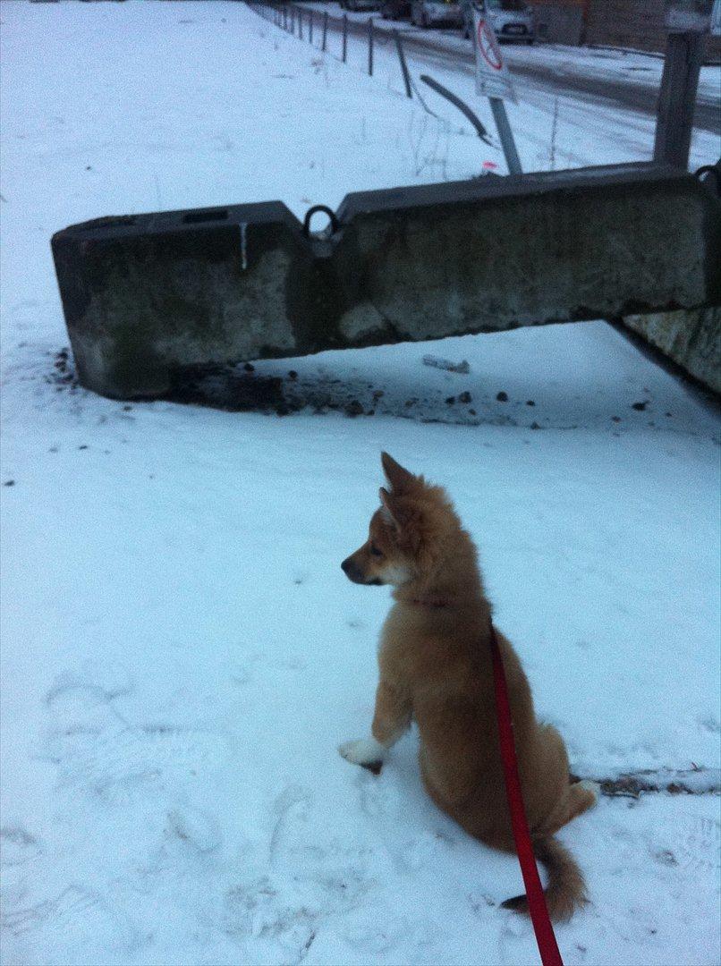 Islandsk fårehund Cika - Ahhh alt den sne.... ej der er sku en fulg :) billede 8