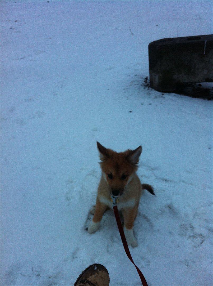 Islandsk fårehund Cika - Er jeg ikke bare nuttet ! billede 9